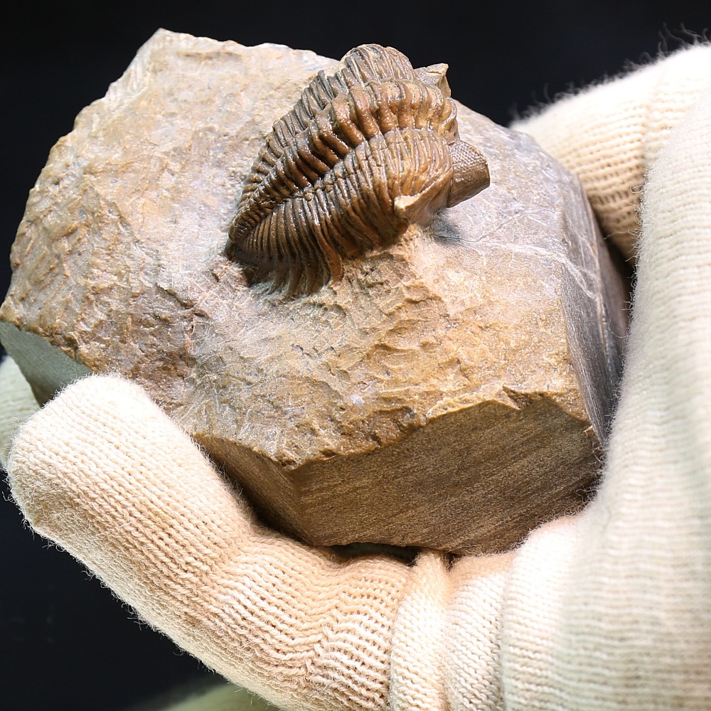 Trilobite Coltraneia from Morocco. - Norwegian Rocks
