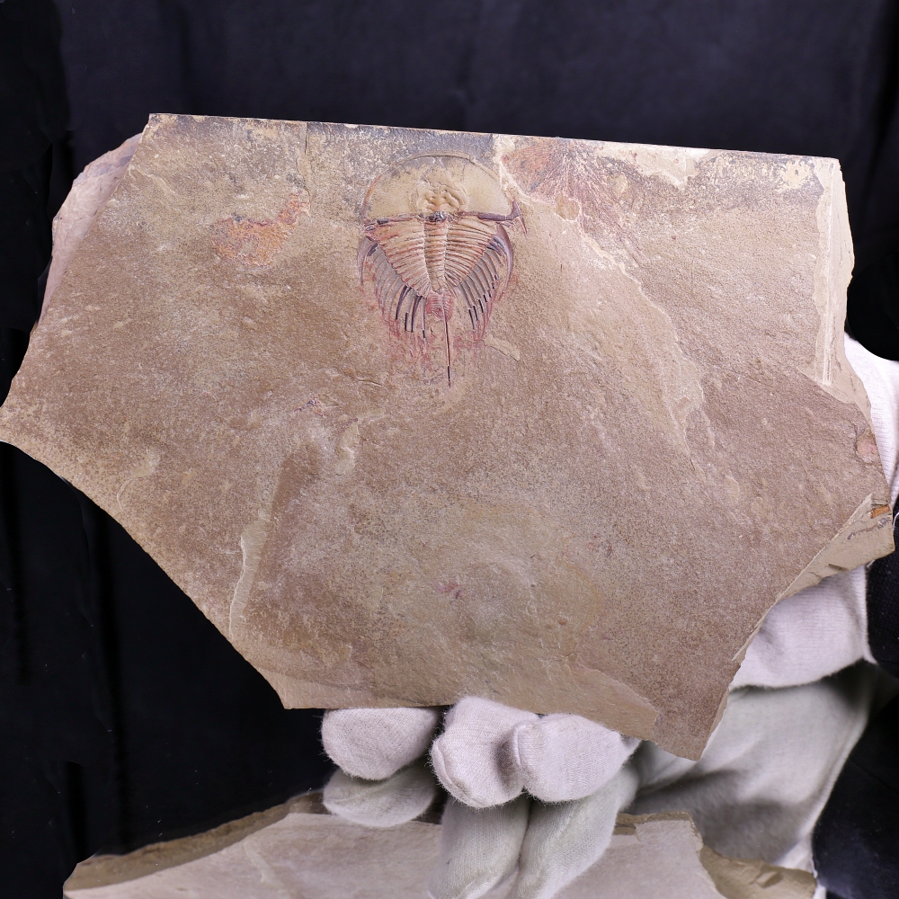 Fowler's Rocks Olenellus fowleri Trilobite – Cambrian Part & Counterpart Fossil ...