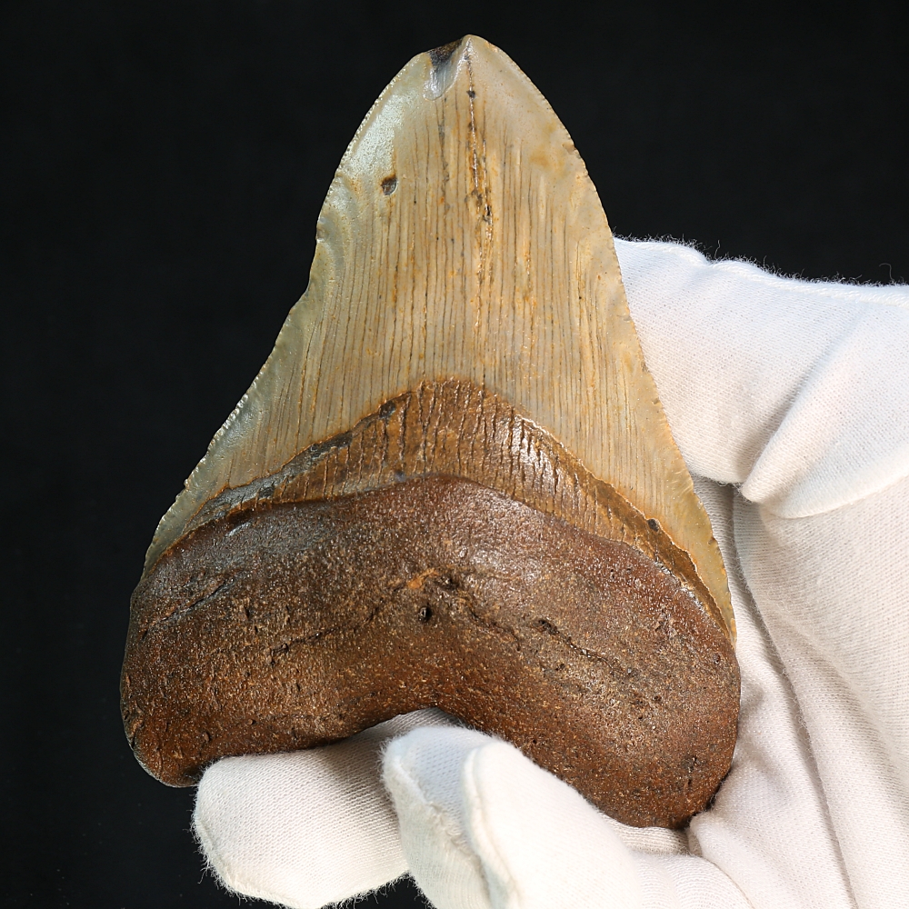authentic-megalodon-fossil-tooth-norwegian-rocks